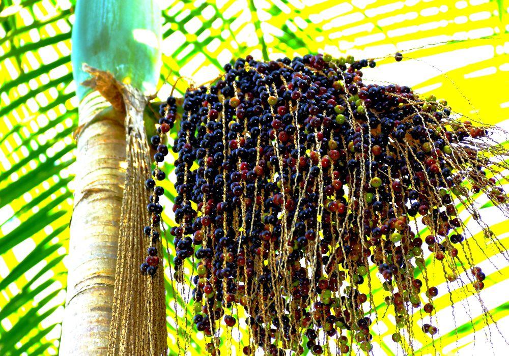 Açaí Berry: The Superfood from the Amazon Rainforest in Brazil. Health Benefits of Acai Berries
