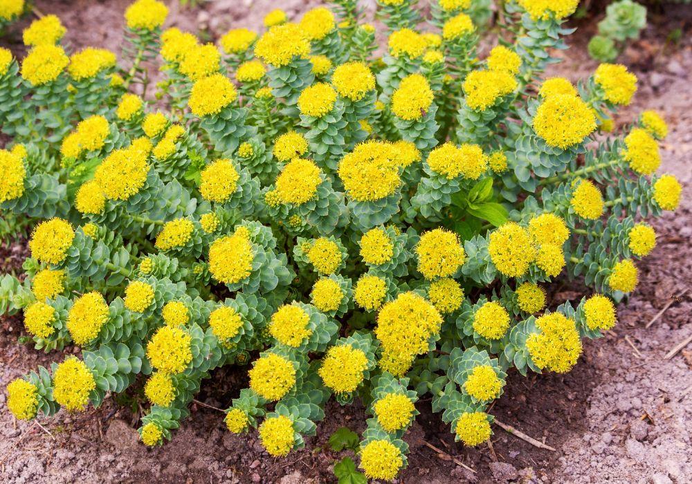 Rhodiola Rosea: Wirkungen, Anwendungen und mögliche Nebenwirkungen