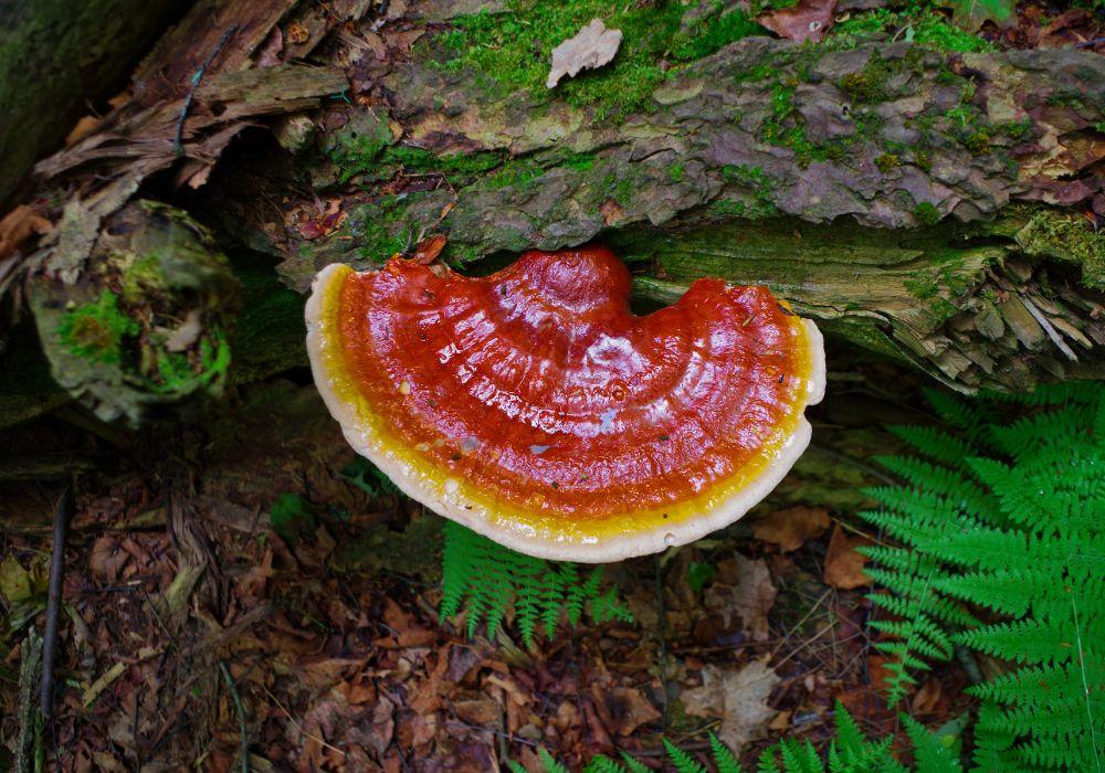 The Mystical Reishi Mushroom: A Deep Dive into Its Healing Powers