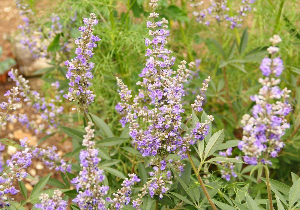 Mönchspfeffer (Agnus Castus) - Was es ist, Wirkungdessen Einfluss auf den Hormonhaushalt