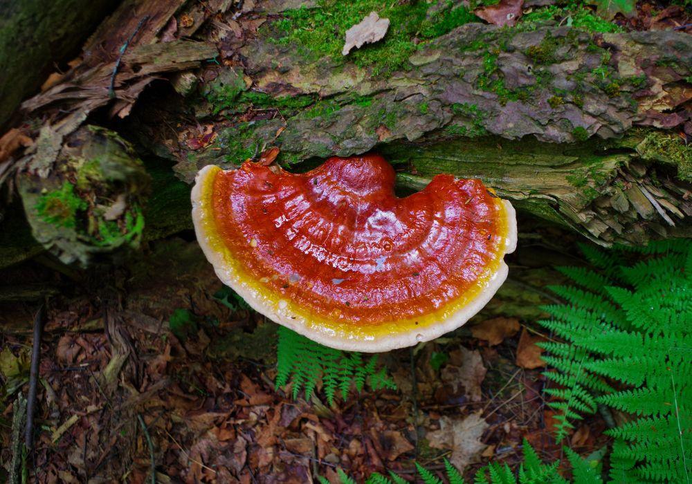 Reishi-Pilz: Das heilende Potenzial des 'Pilzes der Unsterblichkeit'