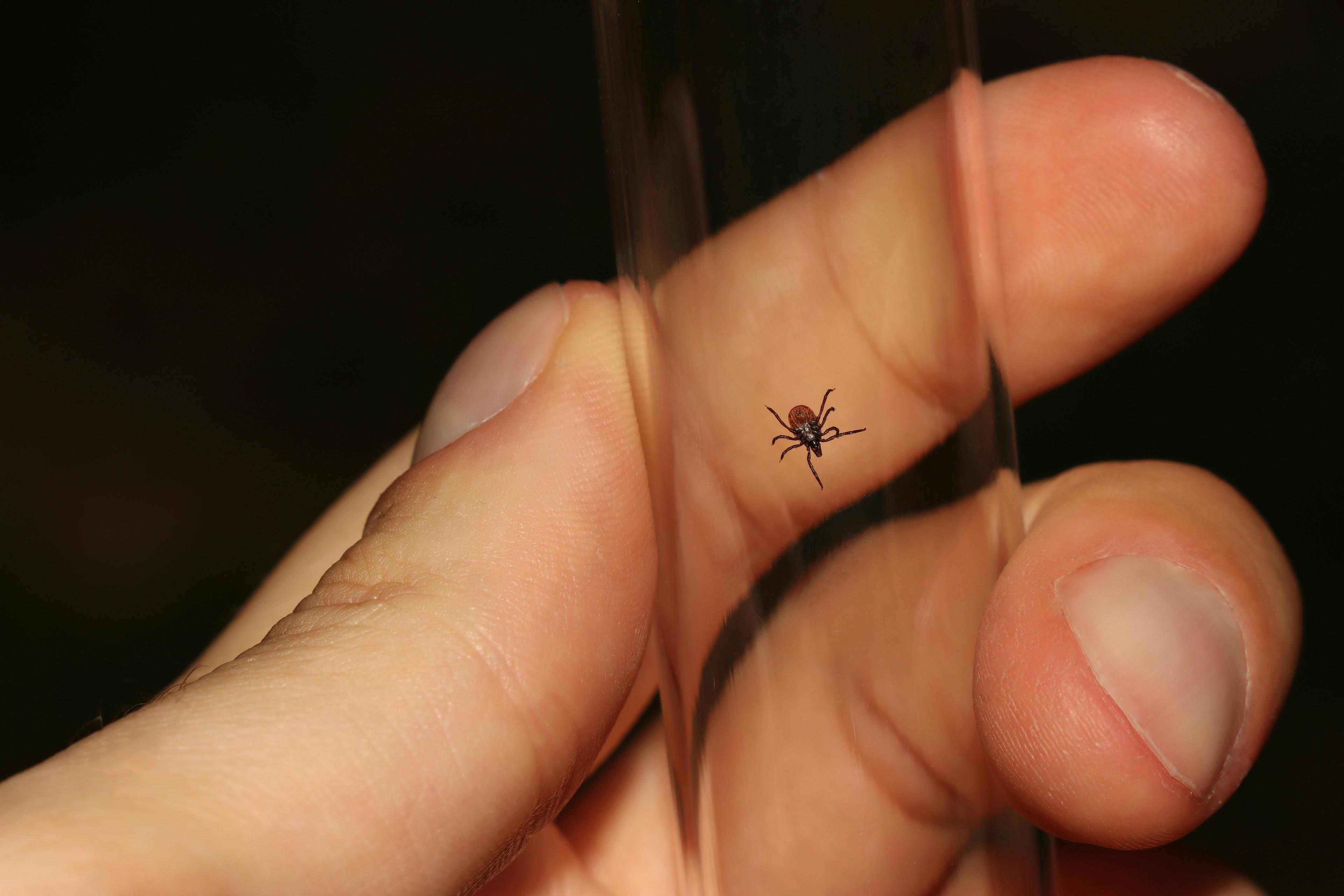 Borreliose: Ihr umfassender Leitfaden