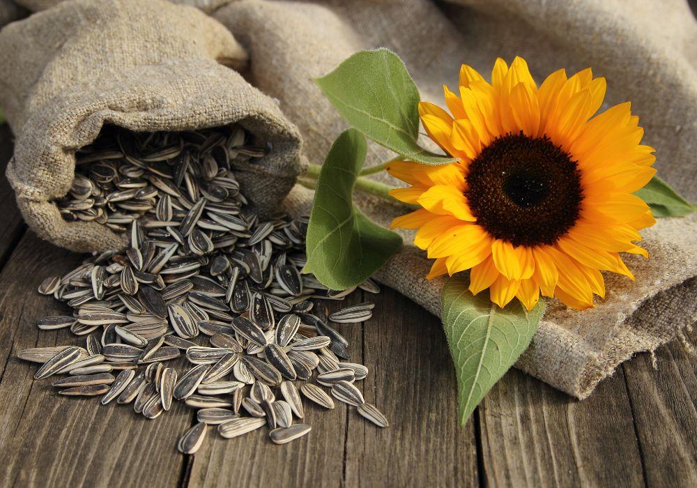 The Radiance of Sunflower Seeds: Nutrition and Health Insights