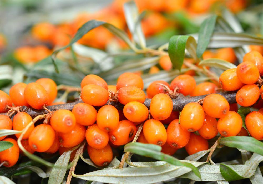 Sea Buckthorn: Exploring the Healthful Wonders