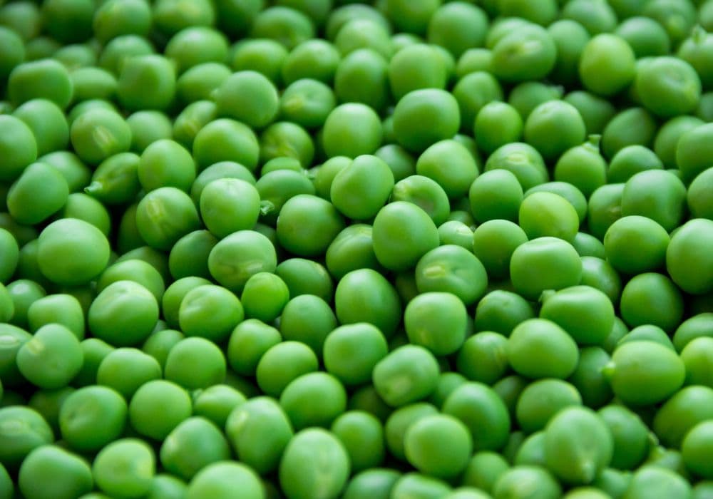 Groch - właściwości, zastosowanie i aspekty zdrowotne. Czy groch to dobre źródło białka?